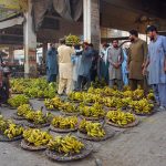 Vendors displaying bananas during an auction as shopkeepers participate in bidding on bananas at Fruit Market