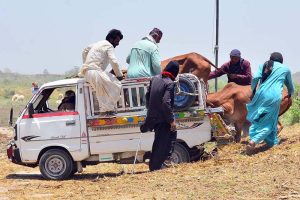A delivery truck is seen on the move carrying sacrificial animals along Jail Road in connection with the upcoming Eid-ul-Azha preparations.