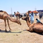 Vendors displaying sacrificial animals to attract the customers at Hatri bypass market in connection with the upcoming Eid-ul-Azha preparation