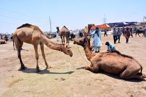 Vendors displaying sacrificial animals to attract the customers at Hatri bypass market in connection with the upcoming Eid-ul-Azha preparation