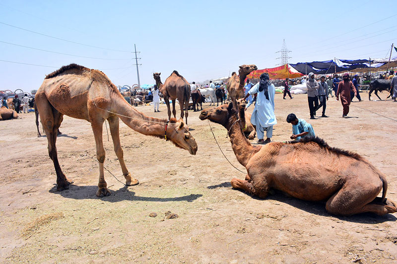 Vendors displaying sacrificial animals to attract the customers at Hatri bypass market in connection with the upcoming Eid-ul-Azha preparation