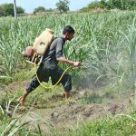 A farmer sprays pesticides on crops to protection in his agricultural field without using any safety gear, risking his health