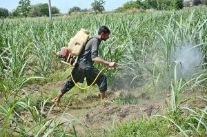 A farmer sprays pesticides on crops to protection in his agricultural field without using any safety gear, risking his health