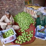 Labourers packing the mangoes to wooden boxes at fruit market