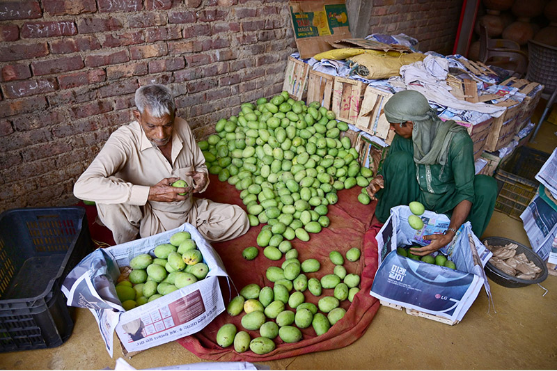 Labourers packing the mangoes to wooden boxes at fruit market
