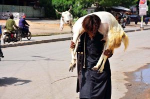 A delivery truck is seen on the move carrying sacrificial animals along Jail Road in connection with the upcoming Eid-ul-Azha preparations.