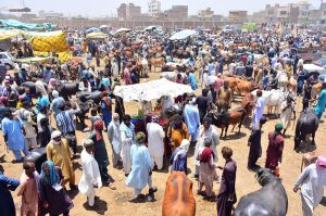 Vendors displaying sacrificial animals to attract the customers at Hatri bypass market in connection with the upcoming Eid-ul-Azha preparation