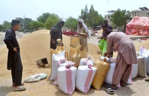 People are buying wheat as the new wheat crop arrives at the Ghalla Mandi.
