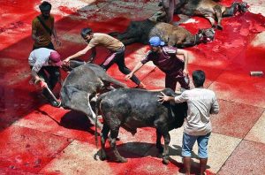 Butchers are busy slaughtering sacrificial animals at Jamia Naeemia on the 1st day of Eidul Azha