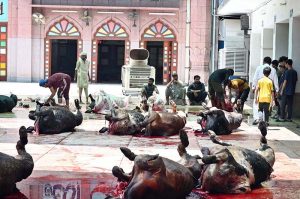 Butchers are busy slaughtering sacrificial animals at Jamia Naeemia on the 1st day of Eidul Azha