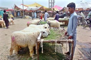 Vendors displaying sacrificial animals to attract the customers at cattle market setup in the city in connection with upcoming Eid ul-Azha.