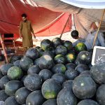 Vendors display and sell watermelons to attract customers on a hot day in the city at Stadium Road