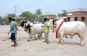 Vendors displaying sacrificial animals to attract the customers at cattle market setup in the city in connection with upcoming Eid ul-Azha.