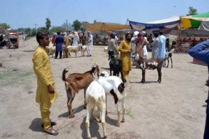 Livestock staff are spraying animals with antiseptic in the cattle market at Jhang Road to maintain hygiene and prevent diseases ahead of Eid-ul-Adha