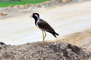 A myna with open beak during hot day experiencing in the city.