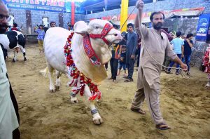 A vendor walks through a cattle market with sacrificial animals, displaying to potential buyers and attracting customers ahead of Eid al-Azha in the city.