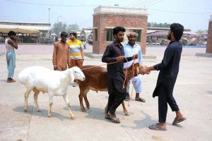 Vendors displaying sacrificial animals to attract the customers at cattle market setup in the city in connection with upcoming Eid ul-Azha.