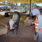Livestock staff are spraying animals with antiseptic in the cattle market at Jhang Road to maintain hygiene and prevent diseases ahead of Eid-ul-Adha