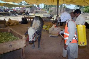 Livestock staff are spraying animals with antiseptic in the cattle market at Jhang Road to maintain hygiene and prevent diseases ahead of Eid-ul-Adha