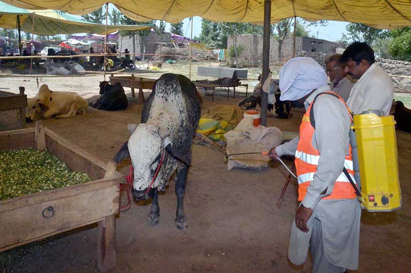 Livestock staff are spraying animals with antiseptic in the cattle market at Jhang Road to maintain hygiene and prevent diseases ahead of Eid-ul-Adha