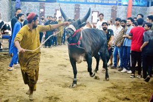 A vendor walks through a cattle market with sacrificial animals, displaying to potential buyers and attracting customers ahead of Eid al-Azha in the city.