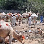 Traders display sacrificial animals to attract customers at the Bhatta chowk livestock market ahead of the upcoming Eid al-Adha