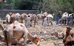 Traders display sacrificial animals to attract customers at the Bhatta chowk livestock market ahead of the upcoming Eid al-Adha