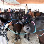 Vendors display sacrificial animals to attract customers at a cattle market set up in the city ahead of the upcoming Eid al-Adha