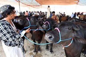 Vendors display sacrificial animals to attract customers at a cattle market set up in the city ahead of the upcoming Eid al-Adha