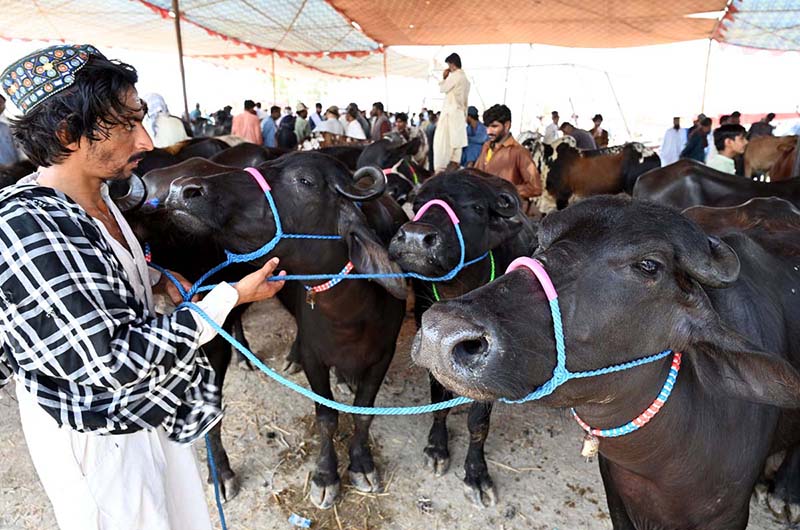 Vendors display sacrificial animals to attract customers at a cattle market set up in the city ahead of the upcoming Eid al-Adha