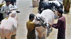 Traders display sacrificial animals to attract customers at the Bhatta chowk livestock market ahead of the upcoming Eid al-Adha