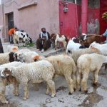 Cattle traders wait for customers with sacrificial animals at a roadside market near Gawalmandi Chowk ahead of Eid-ul-Azha in Quetta