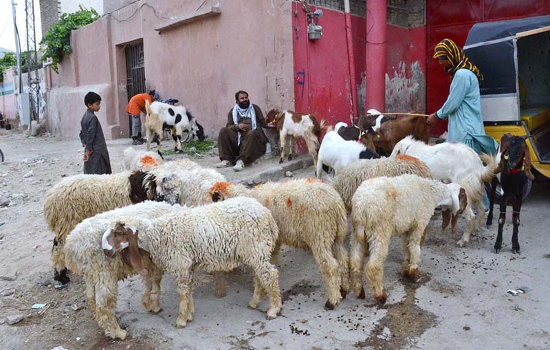 Cattle traders wait for customers with sacrificial animals at a roadside market near Gawalmandi Chowk ahead of Eid-ul-Azha in Quetta