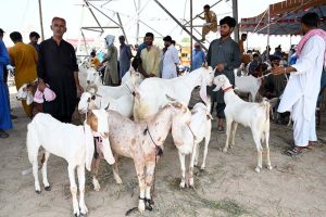 Vendors display sacrificial animals to attract customers at a cattle market set up in the city ahead of the upcoming Eid al-Adha