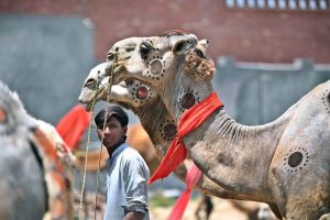 Traders display sacrificial animals to attract customers at the Bhatta chowk livestock market ahead of the upcoming Eid al-Adha