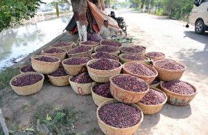 A farmer displays baskets of seasonal barriers falsa along a roadside to attract customers for sell in the city.