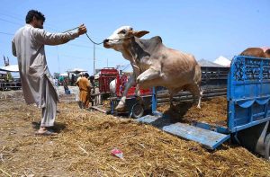 Vendor offloading sacrificial animal from a delivery truck at Ring road cattle market.
