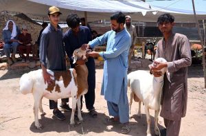 A vendor examines the teeth of sacrificial animals to buyers before selling them at the small cattle market at Ring Road.