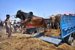 Vendor offloading sacrificial animal from a delivery truck at Ring road cattle market.