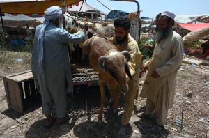 A vendor examines the teeth of sacrificial animals to buyers before selling them at the small cattle market at Ring Road.