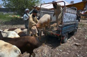 A vendor examines the teeth of sacrificial animals to buyers before selling them at the small cattle market at Ring Road.