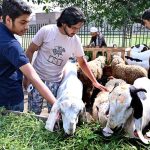 People show interest in sacrificial animals at a mini animal market