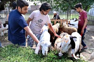 People show interest in sacrificial animals at a mini animal market