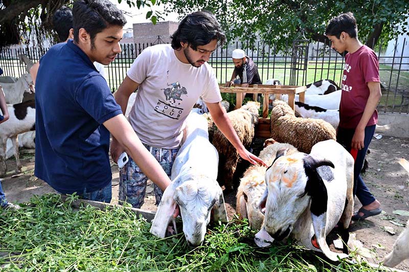 People show interest in sacrificial animals at a mini animal market