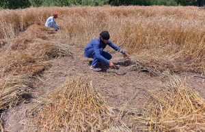 Farmers are busy cutting wheat in a field at Musazai.