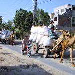 A caravan of camel carts loaded with dry grass moves towards its destination