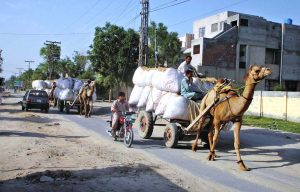 A caravan of camel carts loaded with dry grass moves towards its destination