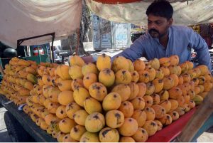 A vendor arranges mangoes to attract customers at a roadside stall