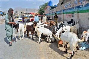Roadside animal markets emerge ahead of Eid al-Azha celebrations.