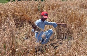 Farmers are busy cutting wheat in a field at Musazai.